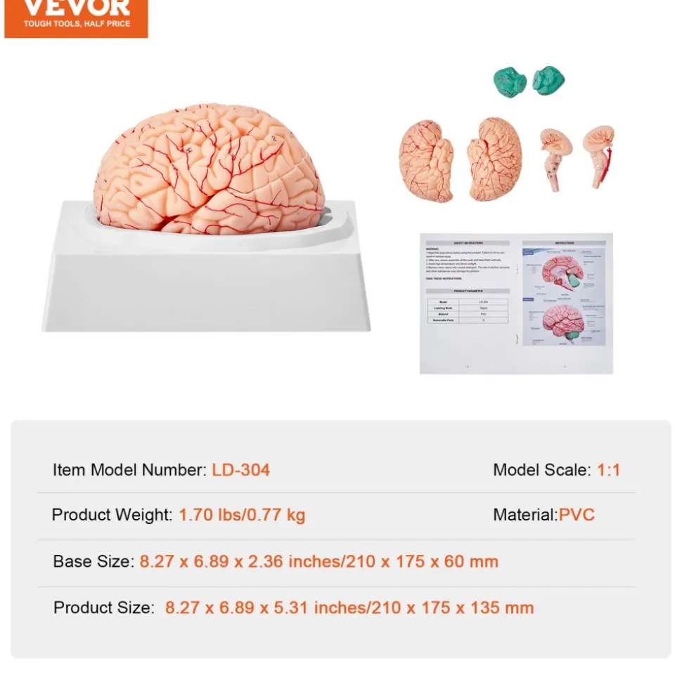 VEVOR Human Brain Model Anatomy, 1:1 Life-Size 9-Part Human Brain Anatomical Model with Labels & Display Base, Detachable Brain Model for Science Research Teaching Learning Classroom Study Display
