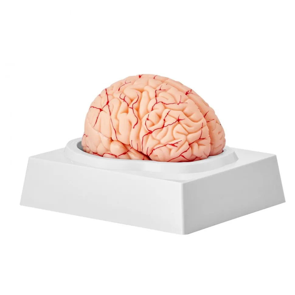 VEVOR Human Brain Model Anatomy, 1:1 Life-Size 9-Part Human Brain Anatomical Model with Labels & Display Base, Detachable Brain Model for Science Research Teaching Learning Classroom Study Display