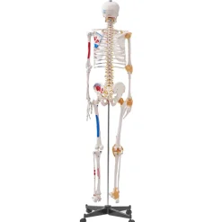 VEVOR Human Skeleton Model for Anatomy, 71.65" Life Size, Accurate PVC Anatomy Skeleton Model with Ligaments, Movable Arms, Legs & Jaw, with Muscle Origin & Insertion Points, for Professional Teaching