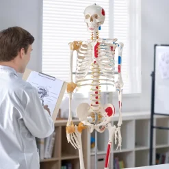 VEVOR Human Skeleton Model for Anatomy, 71.65