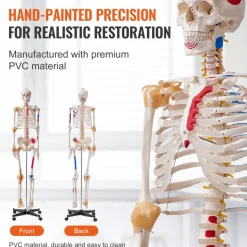 VEVOR Human Skeleton Model for Anatomy, 71.65