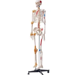 VEVOR Human Skeleton Model for Anatomy, 71.65