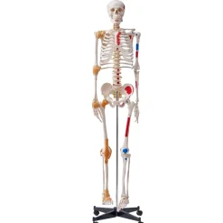 VEVOR Human Skeleton Model for Anatomy, 71.65