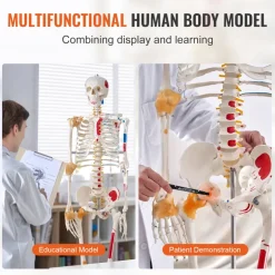VEVOR Human Skeleton Model for Anatomy, 71.65