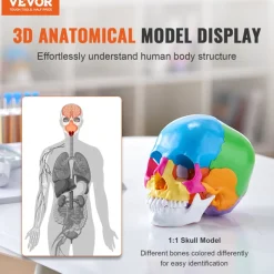 VEVOR Human Skull Model, 22 Parts Human Skull Anatomy, Life-Size Painted Anatomy Skull Model, PVC Anatomical Skull, Detachable Learning Skull Model, for Professional Teaching, Researching and Learning