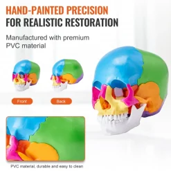 VEVOR Human Skull Model, 22 Parts Human Skull Anatomy, Life-Size Painted Anatomy Skull Model, PVC Anatomical Skull, Detachable Learning Skull Model, for Professional Teaching, Researching and Learning
