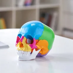 VEVOR Human Skull Model, 22 Parts Human Skull Anatomy, Life-Size Painted Anatomy Skull Model, PVC Anatomical Skull, Detachable Learning Skull Model, for Professional Teaching, Researching and Learning