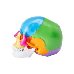 VEVOR Human Skull Model, 22 Parts Human Skull Anatomy, Life-Size Painted Anatomy Skull Model, PVC Anatomical Skull, Detachable Learning Skull Model, for Professional Teaching, Researching and Learning