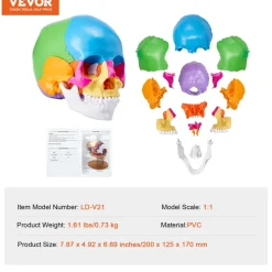 VEVOR Human Skull Model, 22 Parts Human Skull Anatomy, Life-Size Painted Anatomy Skull Model, PVC Anatomical Skull, Detachable Learning Skull Model, for Professional Teaching, Researching and Learning