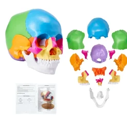VEVOR Human Skull Model, 22 Parts Human Skull Anatomy, Life-Size Painted Anatomy Skull Model, PVC Anatomical Skull, Detachable Learning Skull Model, for Professional Teaching, Researching and Learning